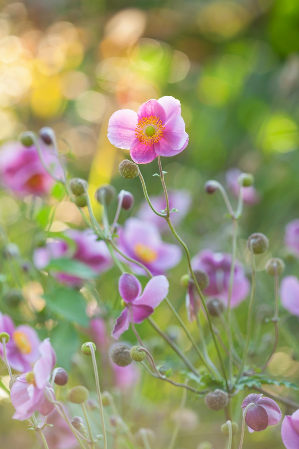 Sind Herbst-Anemonen eingewachsen, sind die Stauden winterhart