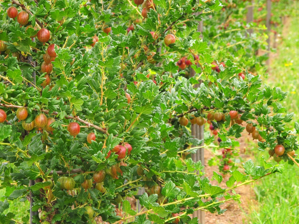 Stachelbeeren Strauch