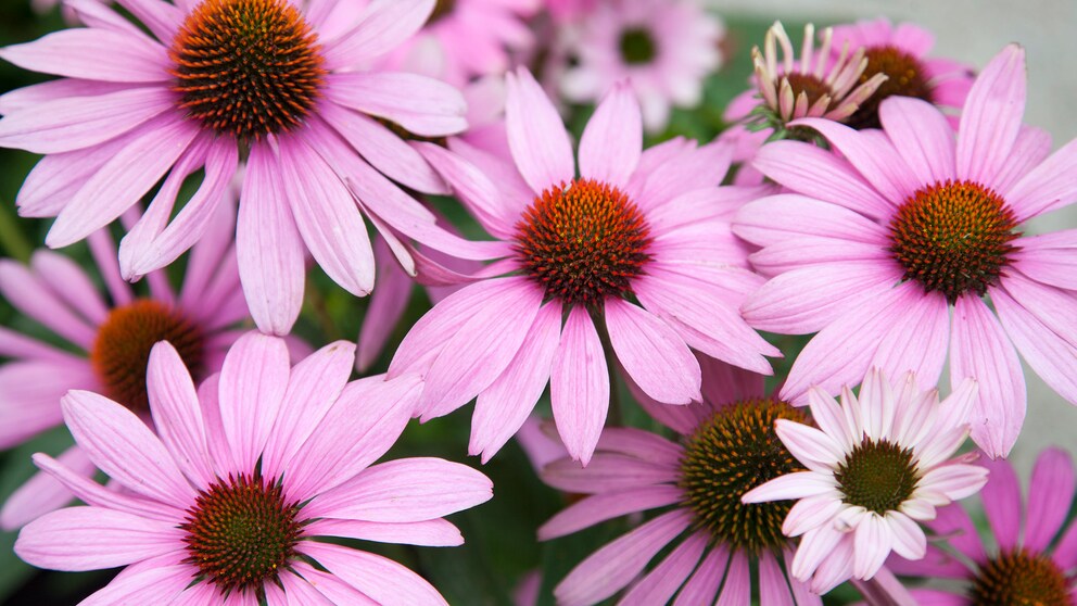 Purpurne Sonnenhut (Echinacea purpurea)