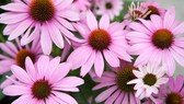 Purpurne Sonnenhut (Echinacea purpurea)