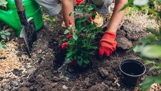 Eine Rose wird umgepflanzt