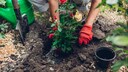 Eine Rose wird umgepflanzt