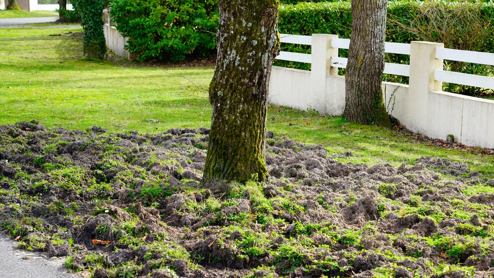 Wildschaden im Garten