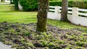 Wildschaden im Garten