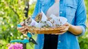 Samen ernten Fehler