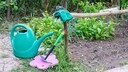 Im Spätsommer sollte man seine Pflanzen im Garten und auf dem Balkon für den Herbst und den Winter vorbereiten