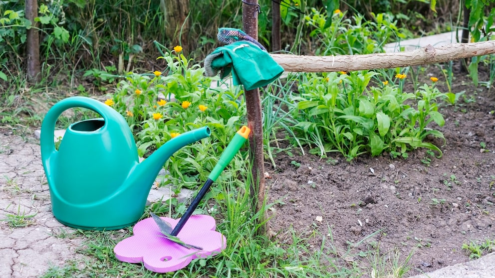 Im Spätsommer sollte man seine Pflanzen im Garten und auf dem Balkon für den Herbst und den Winter vorbereiten