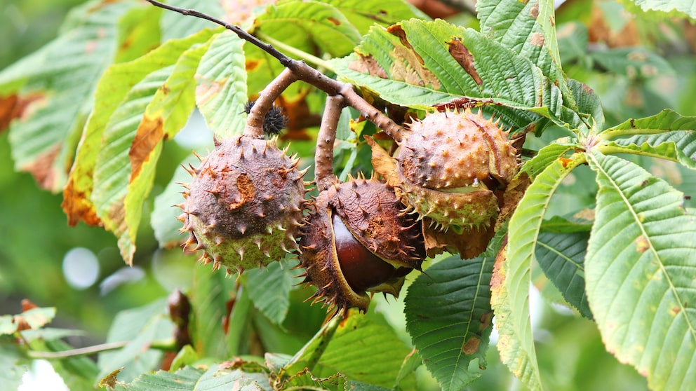 Kastanien sind wunderschöne, anmutige Bäume. Kinder erfreuen sich jedes Jahr aufs Neue im Herbst, wenn sie mit ihnen basteln können. Doch Kastanien sind krankheitsanfällig