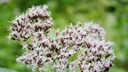 Gew&ouml;hnlicher Wasserdost / Eupatorium Cannabium