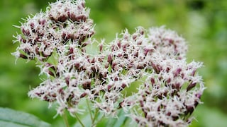 Gewöhnlicher Wasserdost / Eupatorium Cannabium