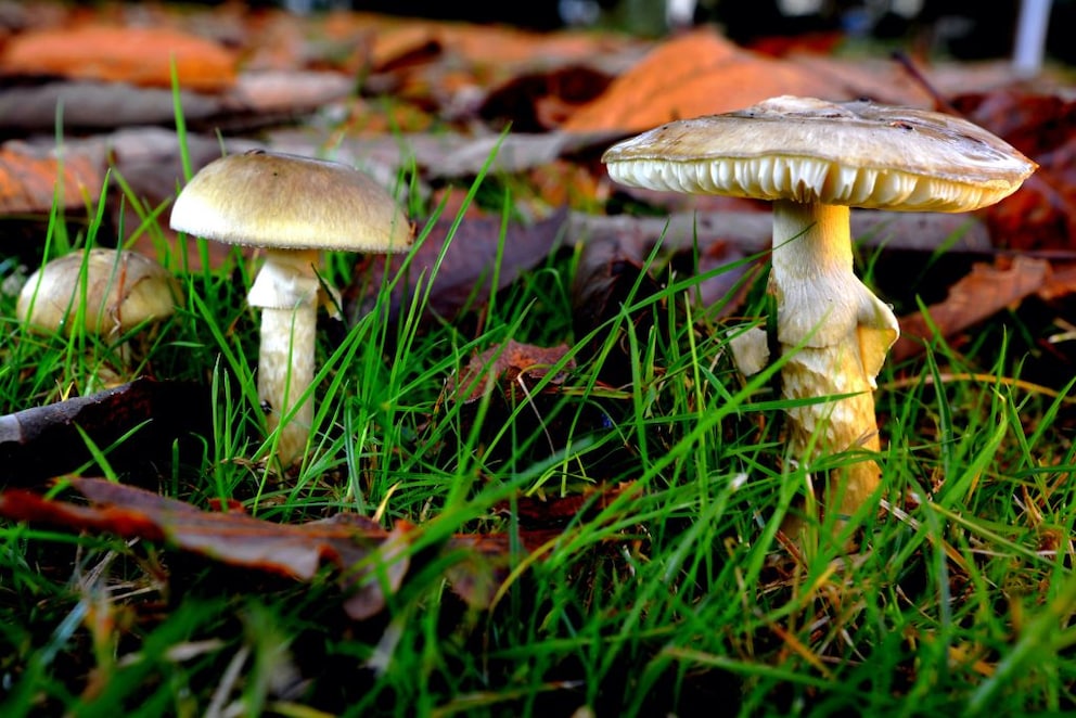 The poisonous death cap mushroom