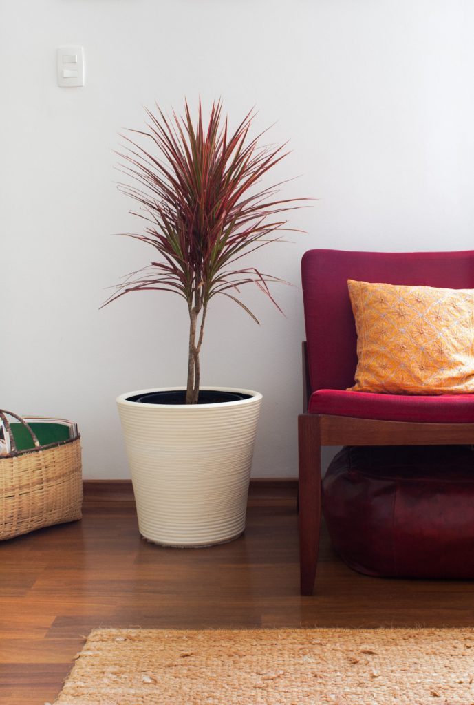 The Dragon Tree comes in various colors. The darker the leaves, the less light it needs