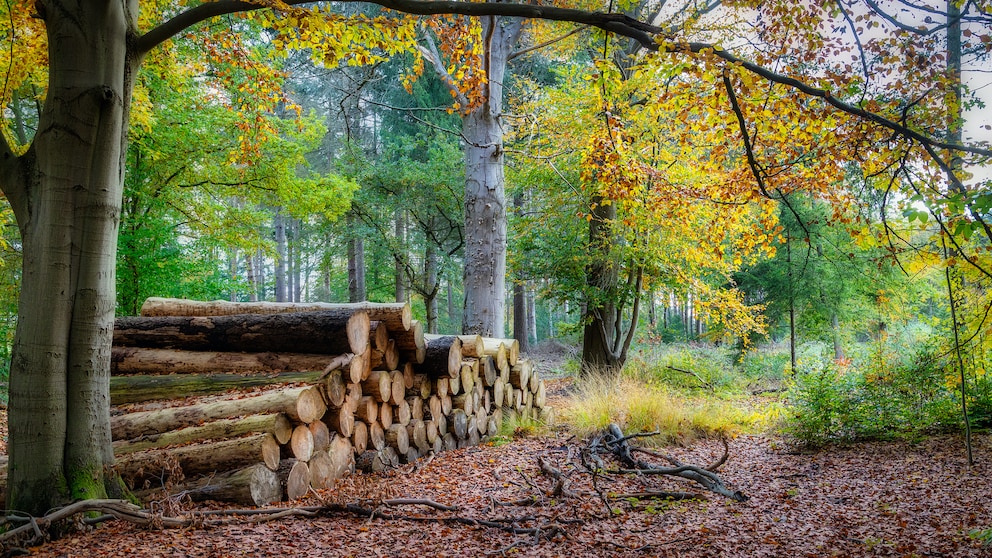 Holzstapel im Wald