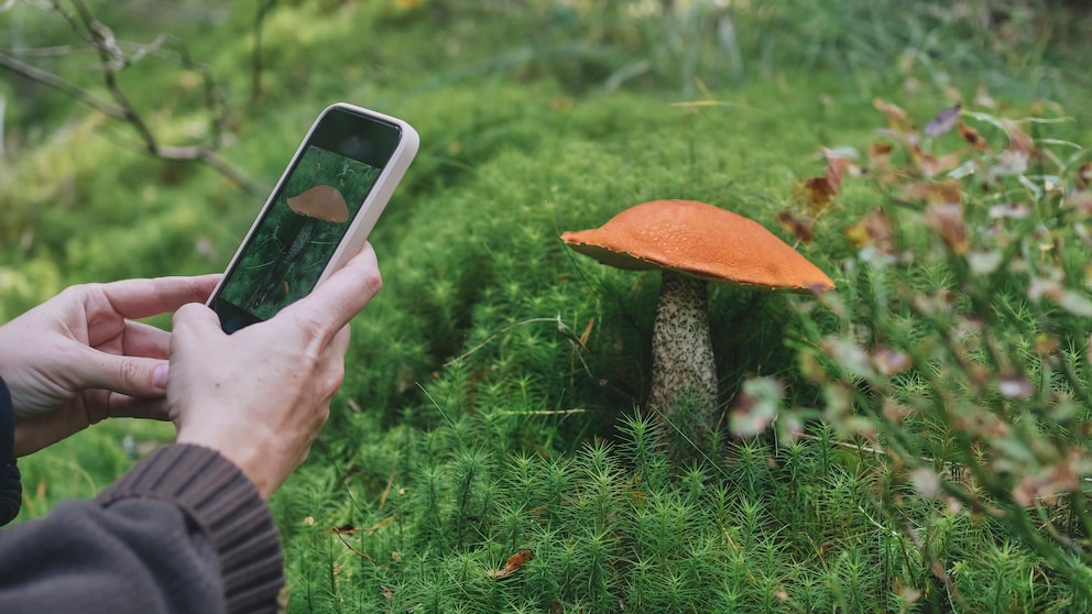 Pilze sammeln im Wald