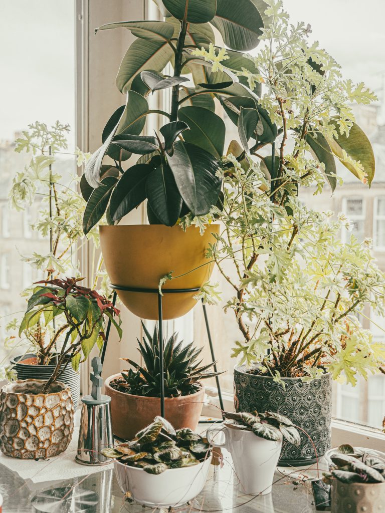 Houseplants