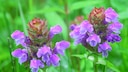Kleine Braunelle: Zwei Bl&uuml;ten mit braunen und lilafarbenen Bl&auml;ttern der Kleinen Braunelle in Gro&szlig;aufnahme