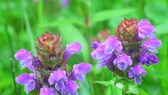 Kleine Braunelle: Zwei Blüten mit braunen und lilafarbenen Blättern der Kleinen Braunelle in Großaufnahme