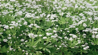 Obwohl Waldmeister für den Verzehr geeignet ist, sollte man ihn nur in Maßen konsumieren
