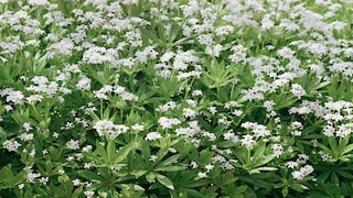 Obwohl Waldmeister für den Verzehr geeignet ist, sollte man ihn nur in Maßen konsumieren