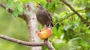 Vogel im Garten mit Obst