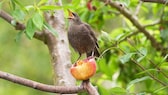 Vogel im Garten mit Obst