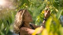 Nussbäume: Eine Frau hält eine Walnuss-Frucht am Zweig in ihren Händen