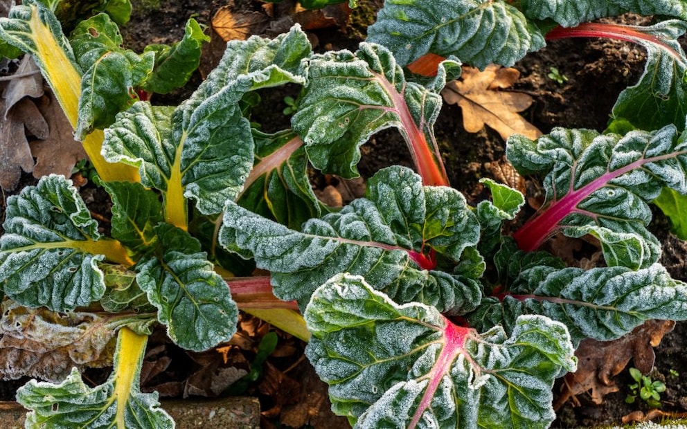 Swiss chard can also be harvested in winter