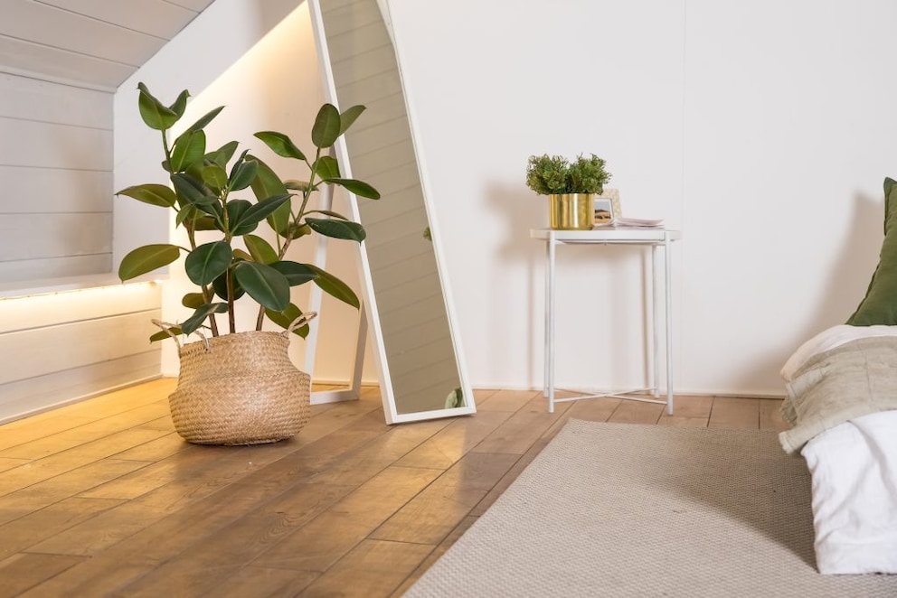 The Rubber Plant feels very comfortable even in dark corners