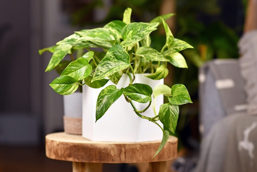 Devil's Ivy can be kept as a climbing plant or grow in a regular pot. If it gets too big, it can be pruned