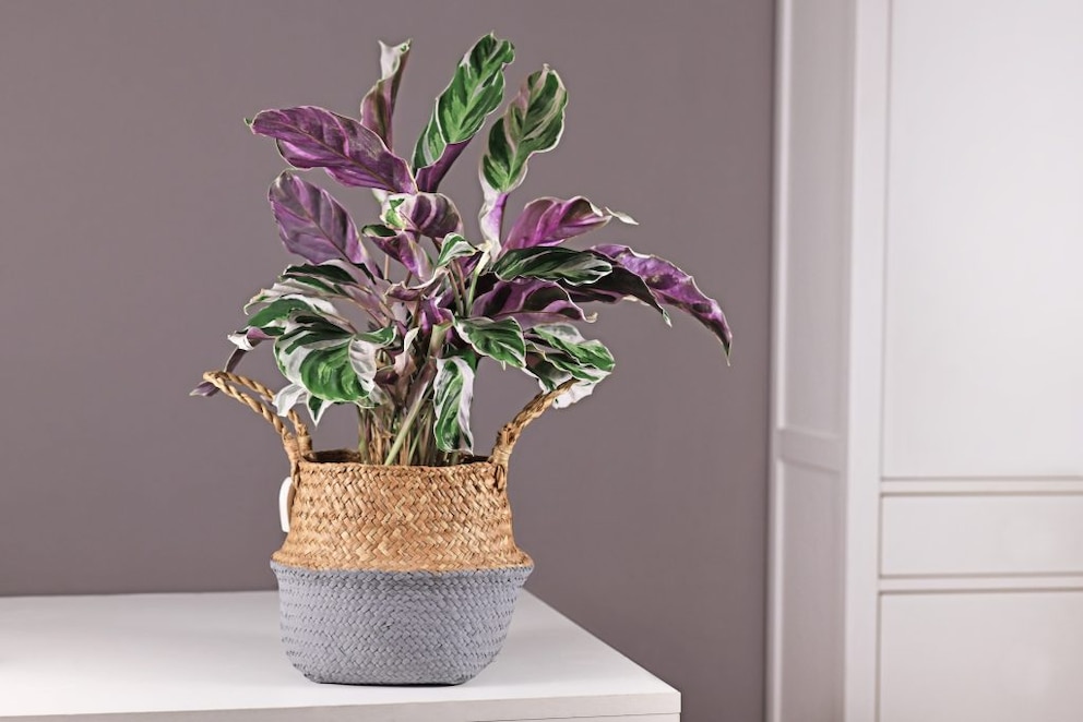 Calathea is a true diva, but those who dare to care for it will be rewarded