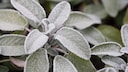 Salbei gehört zu den winterharten kräutern und kann auhc in der kalten Jahreszeit geerntet werden