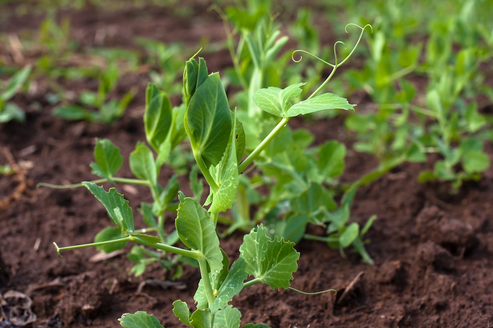 Nicht nur die Erbsen, auch die Erbsentriebe lassen sich ernten und essen