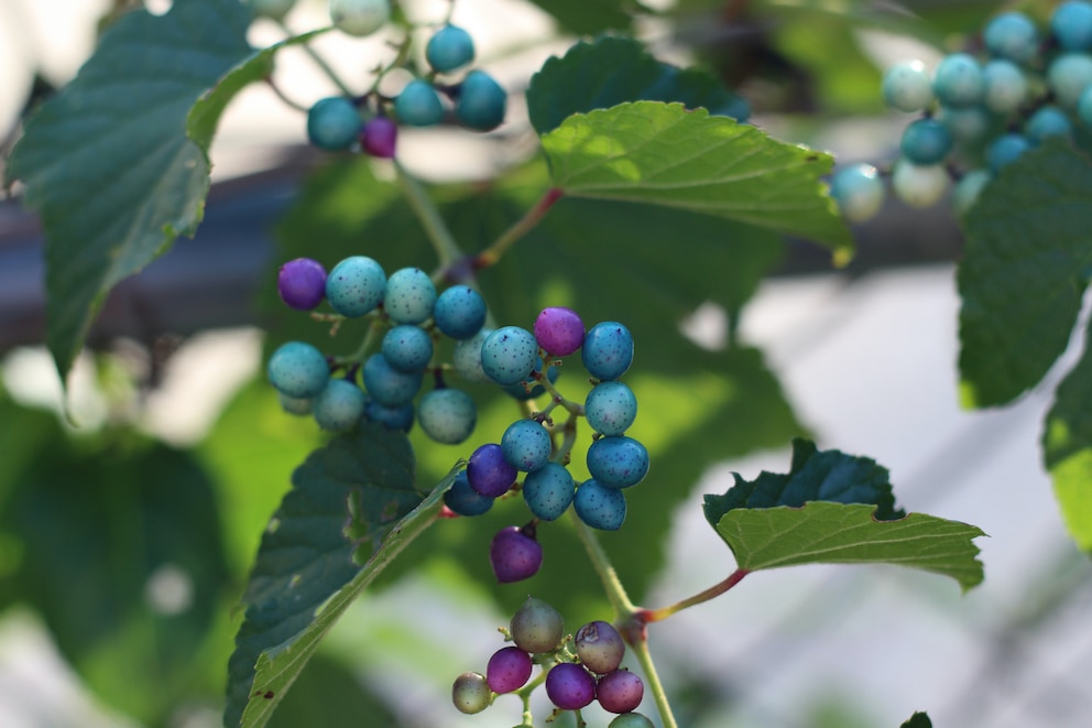 Die Scheinbeere hat wunderschöne Früchte, voll ausgereift könne sie tief blau sein