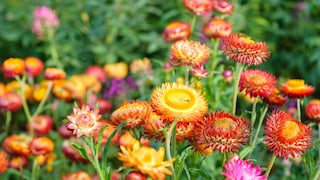 Strohblumen sind leicht zu pflanzen und zu pflegen, sie bestechen mit ihren wunderbar leuchtenden Farben