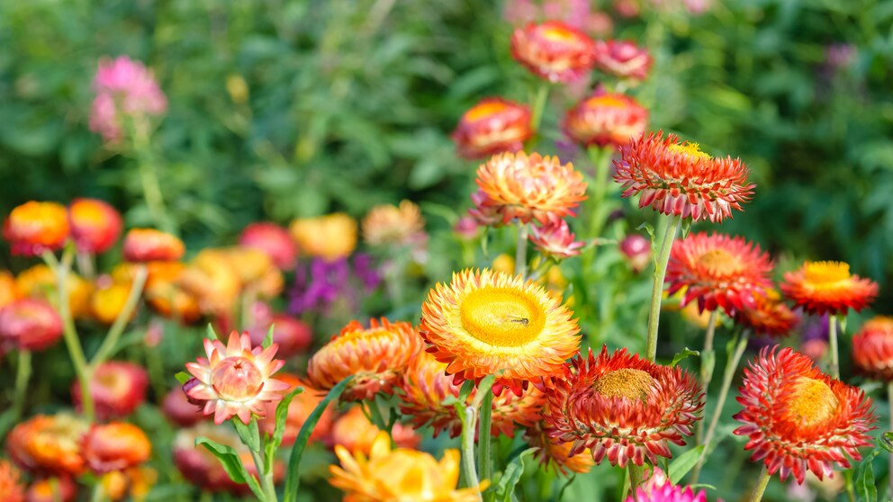 Strohblumen sind leicht zu pflanzen und zu pflegen, sie bestechen mit ihren wunderbar leuchtenden Farben