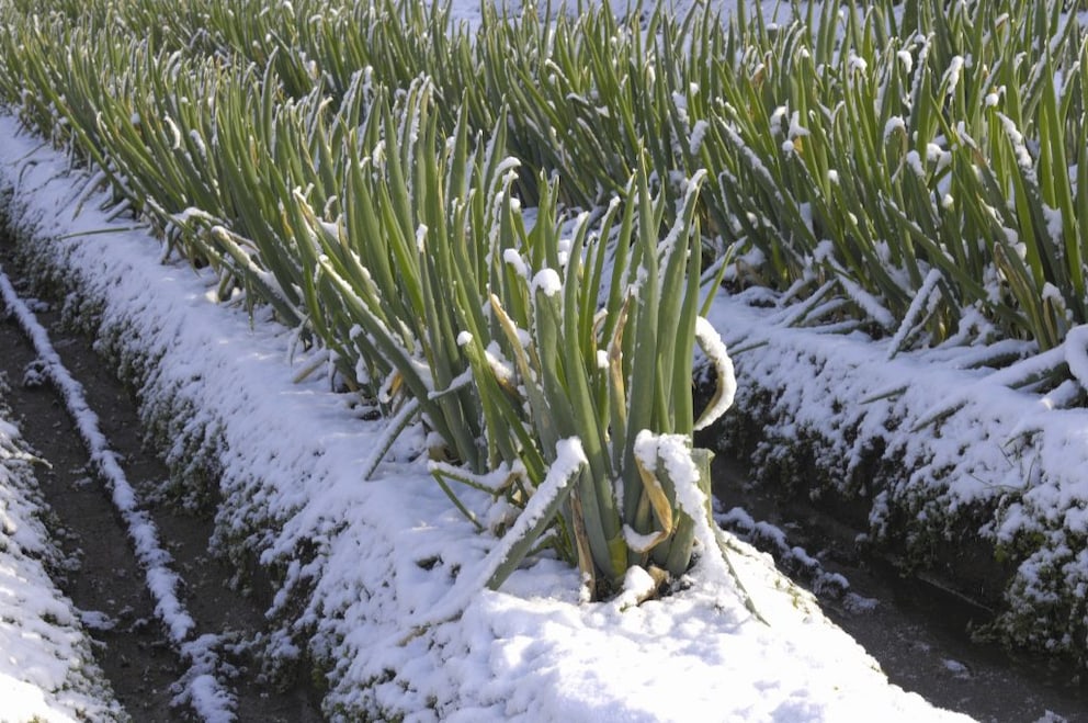 With winter onion sets, you can harvest the green tops all winter long