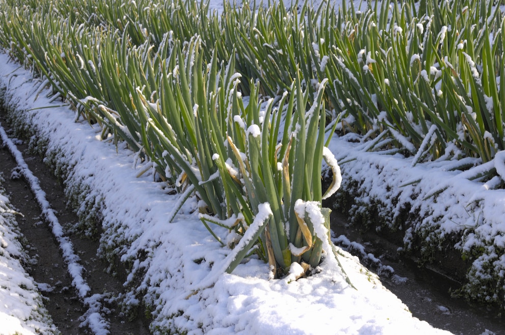 Bei Wintersteckzwiebeln kann man den ganzen Winter über das Zwiebelgrün ernten