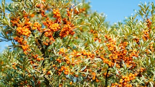 Mit seinen orangefarbenen Früchten passt der Sanddorn farblich perfekt zum Herbst