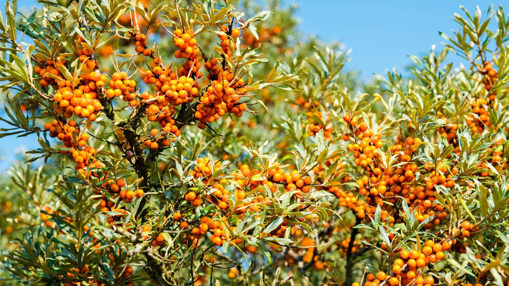 Mit seinen orangefarbenen Früchten passt der Sanddorn farblich perfekt zum Herbst