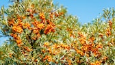 Mit seinen orangefarbenen Früchten passt der Sanddorn farblich perfekt zum Herbst