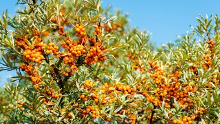 Mit seinen orangefarbenen Früchten passt der Sanddorn farblich perfekt zum Herbst