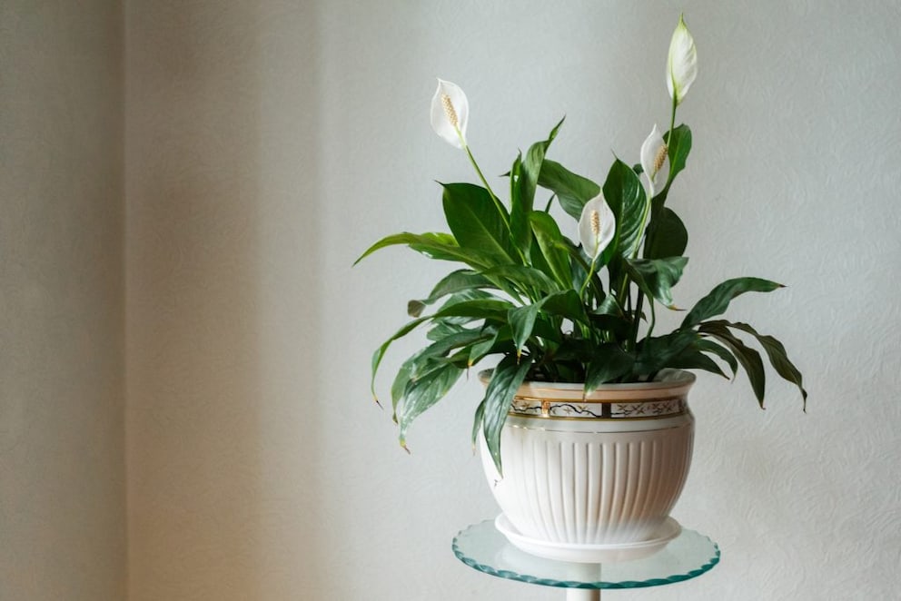 If you care for the Peace Lily properly, you'll be rewarded with a lush display of blooms
