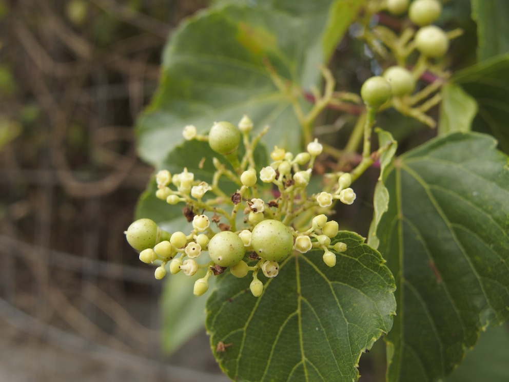 Die Blüten der Scheinrebe sind sehr unauffällig