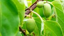 Die Kiwibeere ist eine wahre Vitamin C-Bombe