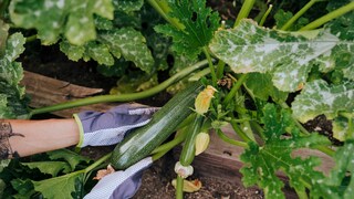 Zucchini sind Starkzehrer