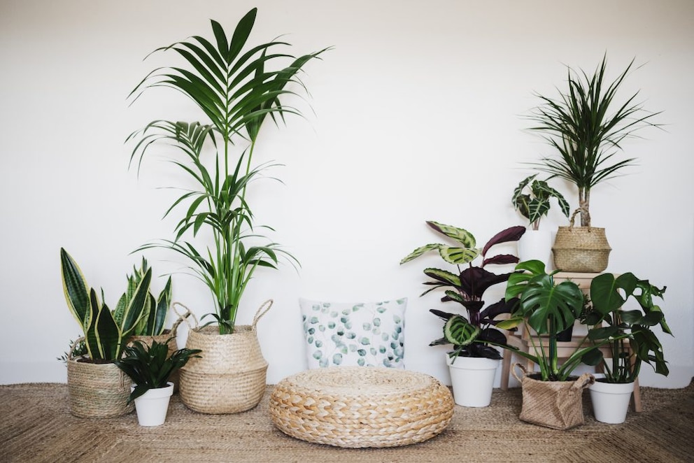 Plants in a sustainably furnished living room