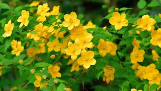 Kerria japonica: Ranunkelstrauch mit vielen, gelb leuchtenden Blüten