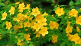 Kerria japonica: Ranunkelstrauch mit vielen, gelb leuchtenden Blüten
