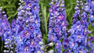 Rittersporn (Delphinium)