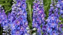 Rittersporn (Delphinium)